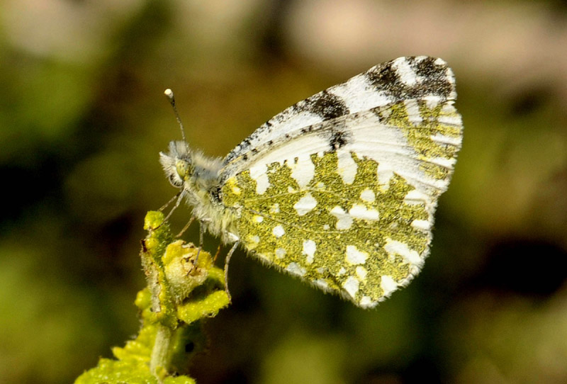 Lepidotteri dalla Sardegna